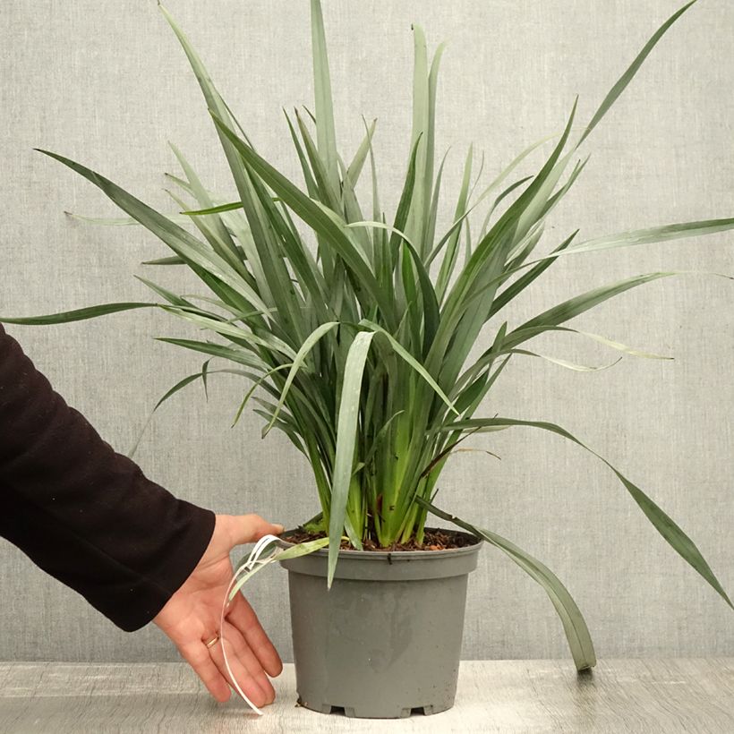 Amostra de Dianella caerulea Cassa Blue Pot de 2L/3L tal como entregue no outono