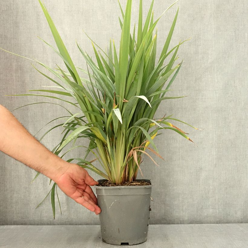 Amostra de Dianella revoluta Clarity Blue Vaso de 4 L/5 L tal como entregue no verão