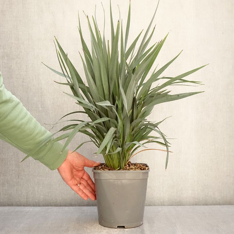 Amostra de Dianella revoluta Clarity Blue Vaso de 4 L/5 L tal como entregue no inverno