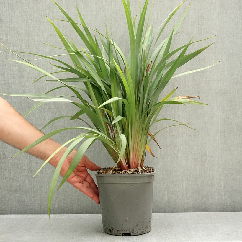 Amostra de Dianella revoluta Clarity Blue Vaso de 4 L/5 L tal como entregue na primavera