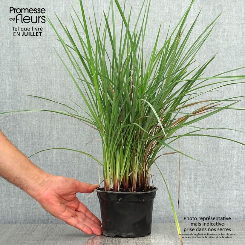Amostra de Dianella revoluta Coolvista Vaso de 8/9 cm tal como entregue no verão