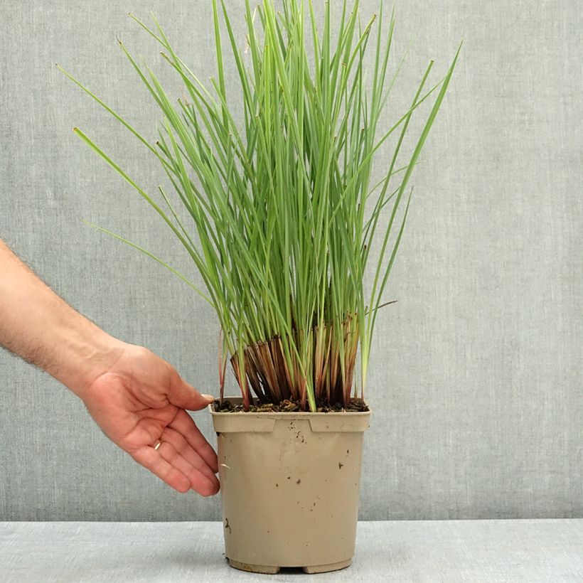 Amostra de Dianella revoluta Coolvista Vaso de 3 L/4 L tal como entregue no verão