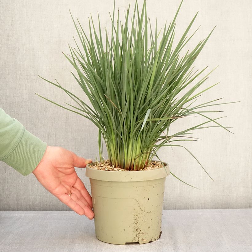 Amostra de Dianella revoluta Coolvista Vaso de 3 L/4 L tal como entregue no inverno