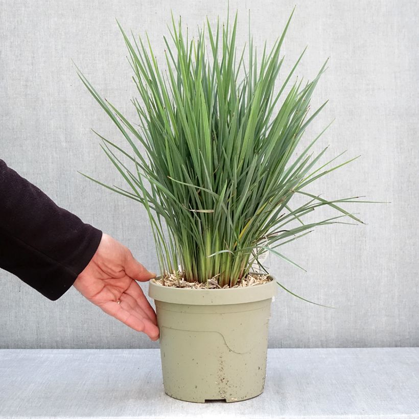 Amostra de Dianella revoluta Coolvista Vaso de 3 L/4 L tal como entregue na primavera