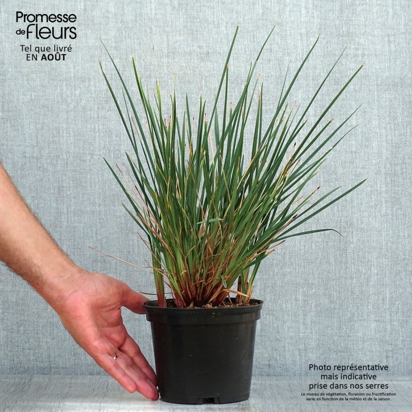 Amostra de Dianella revoluta Little Rev Vaso de 2 L/3 L tal como entregue no verão