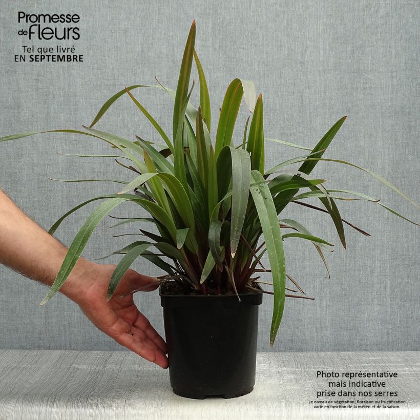 Amostra de Dianella tasmanica Blaze Vaso de 2 L/3 L tal como entregue no outono