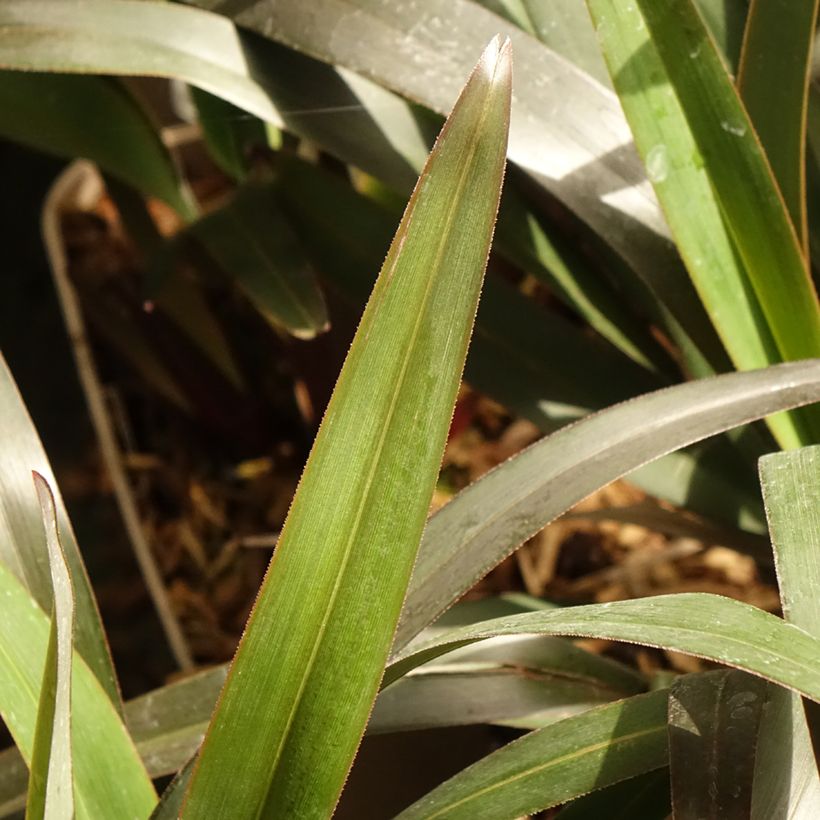 Dianella tasmanica Blaze (Folhagem)