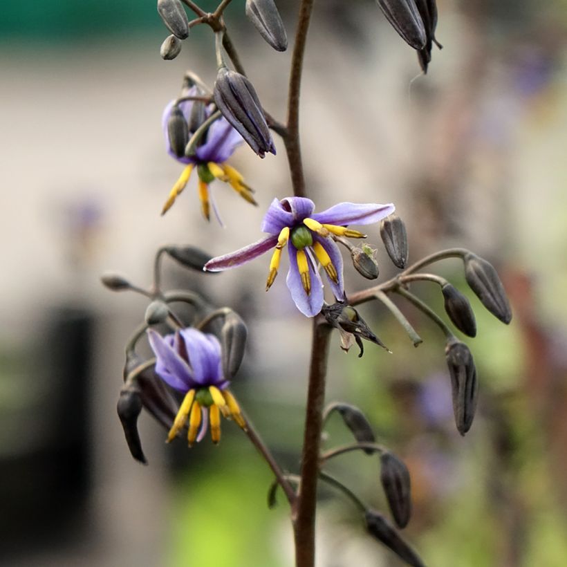 Dianella tasmanica Blaze (Floração)