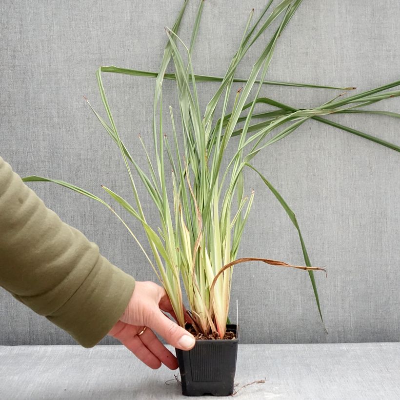 Amostra de Dianella tasmanica Silver Fox Vaso de 8/9 cm tal como entregue no inverno