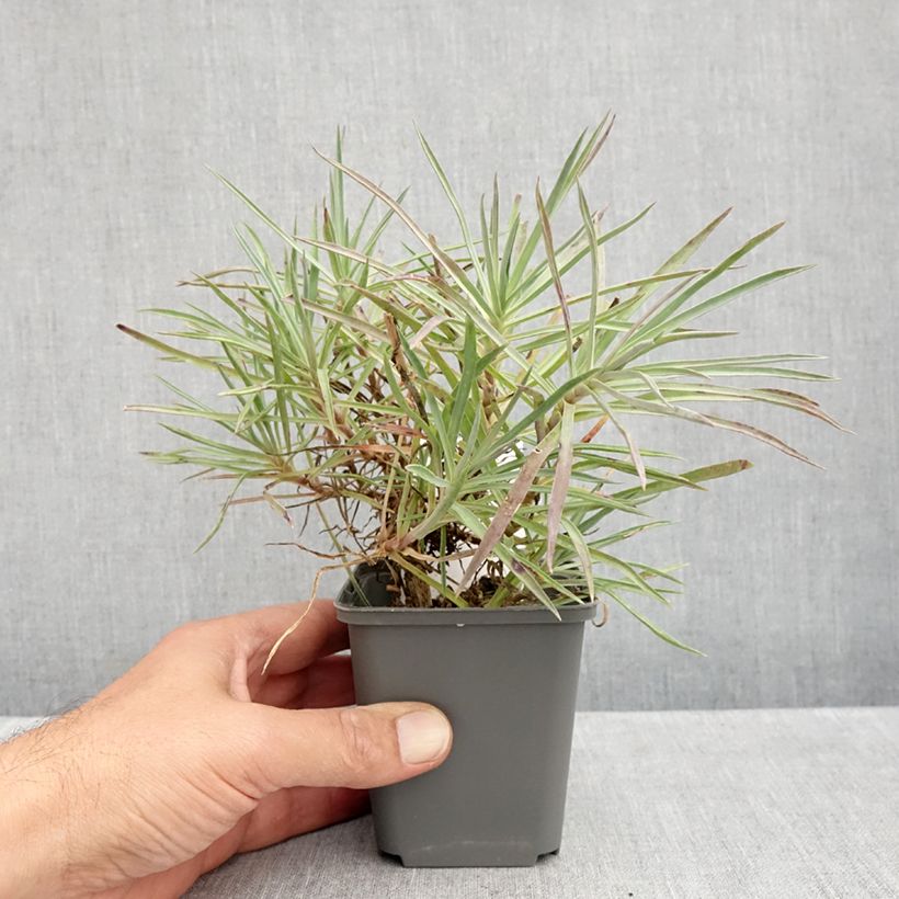 Amostra de Dianthus allwoodii Alice Vaso de 8/9 cm tal como entregue no outono
