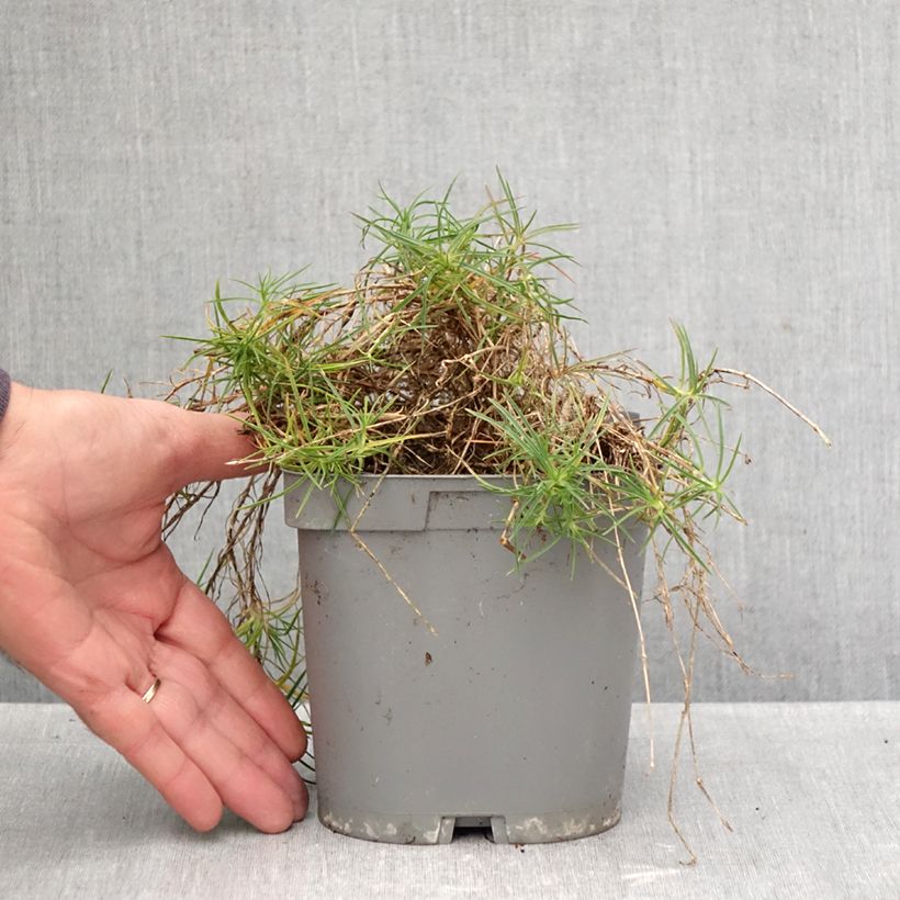 Amostra de Dianthus arenarius Vaso de 2 L/3 L tal como entregue no outono