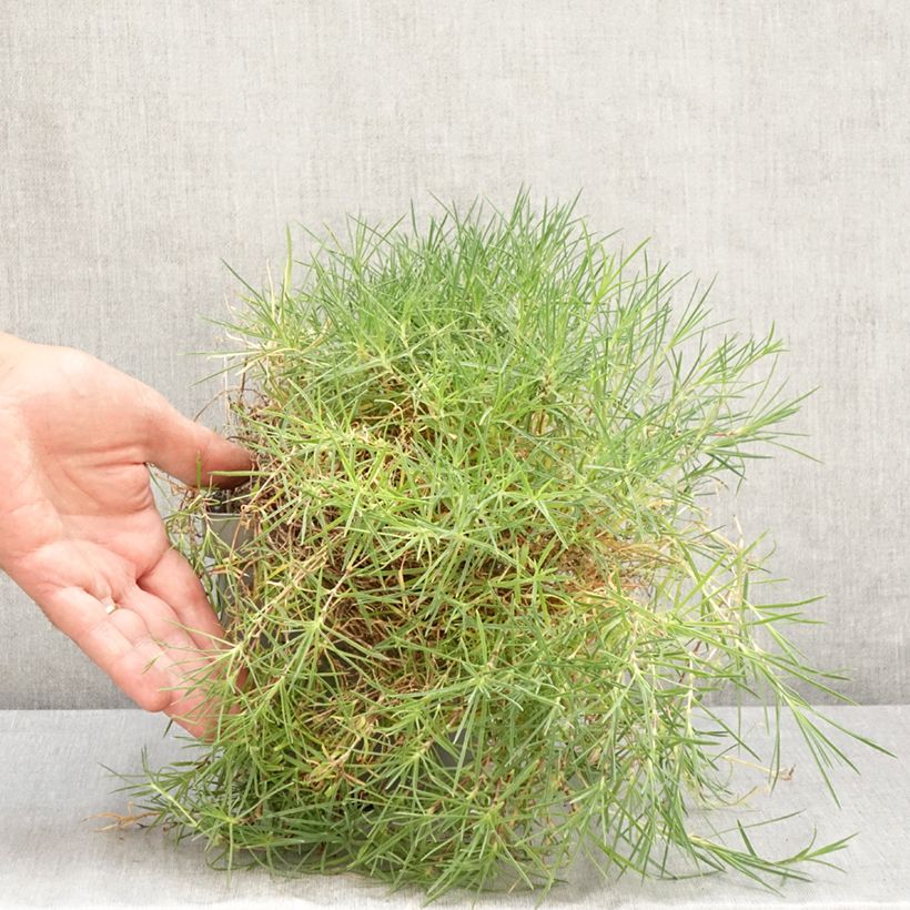 Amostra de Dianthus arenarius Vaso de 2 L/3 L tal como entregue no verão