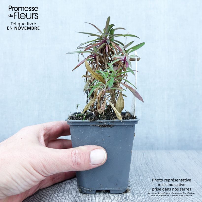 Amostra de Cravo-dos-poetas Oeschberg - Dianthus barbatus Vaso de 8/9 cm tal como entregue no outono