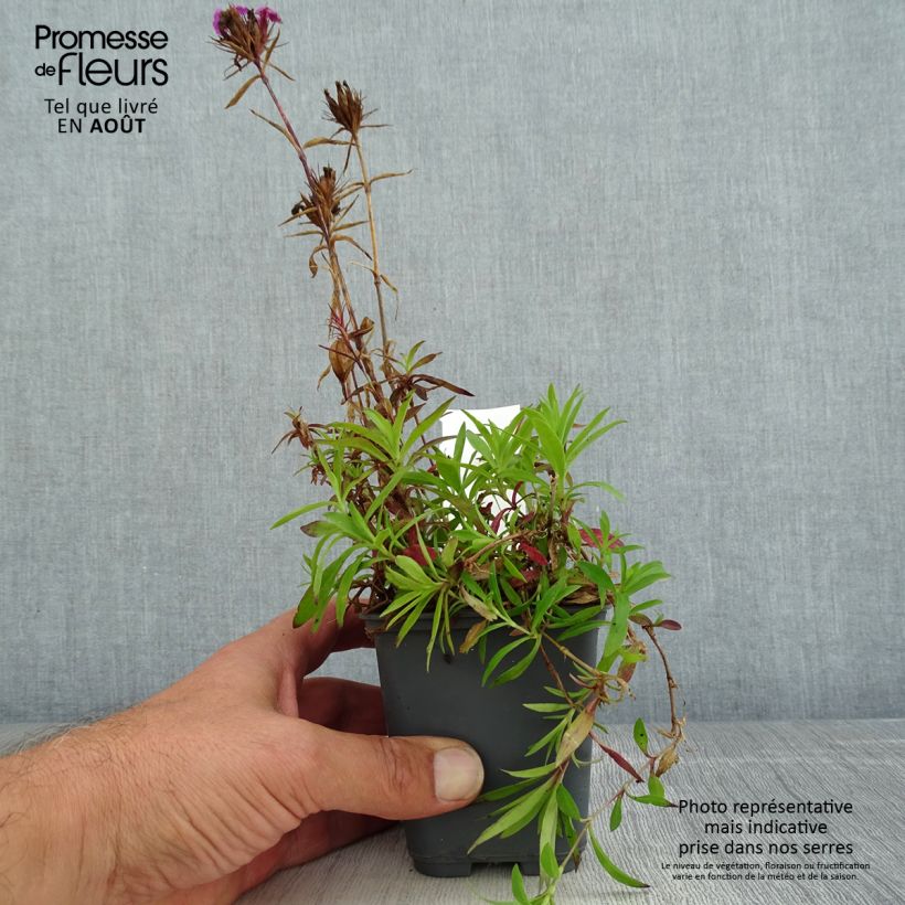Amostra de Cravo-dos-poetas Oeschberg - Dianthus barbatus Vaso de 8/9 cm tal como entregue no verão