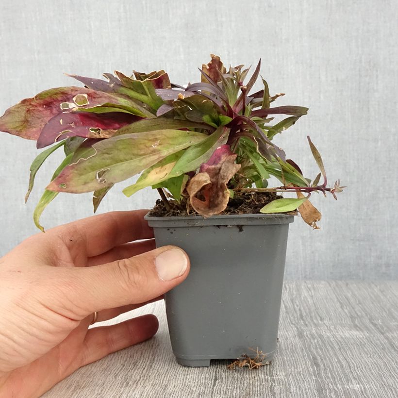 Amostra de Cravo-dos-poetas Oeschberg - Dianthus barbatus Vaso de 8/9 cm tal como entregue na primavera