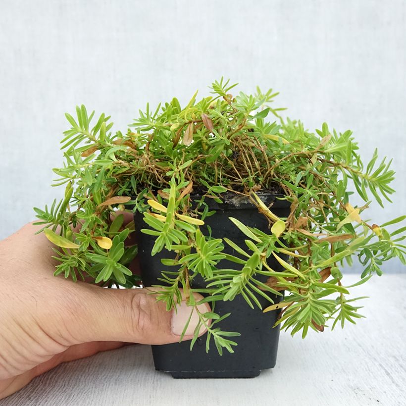 Amostra de Sementes de Dianthus deltoides Albiflorus Vaso de 8/9 cm tal como entregue no verão