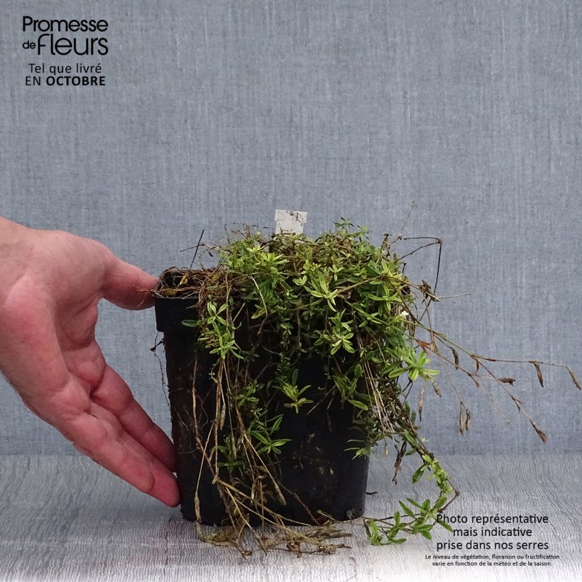 Amostra de Sementes de Dianthus deltoides Albiflorus Vaso de 2 L/3 L tal como entregue no outono