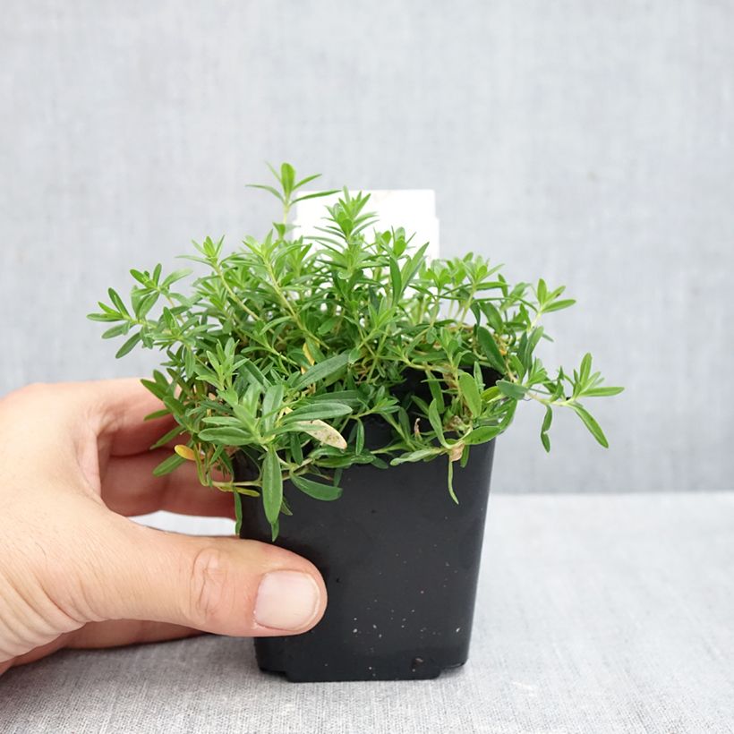 Amostra de Dianthus deltoides Albiflorus Vaso de 8/9 cm tal como entregue no outono