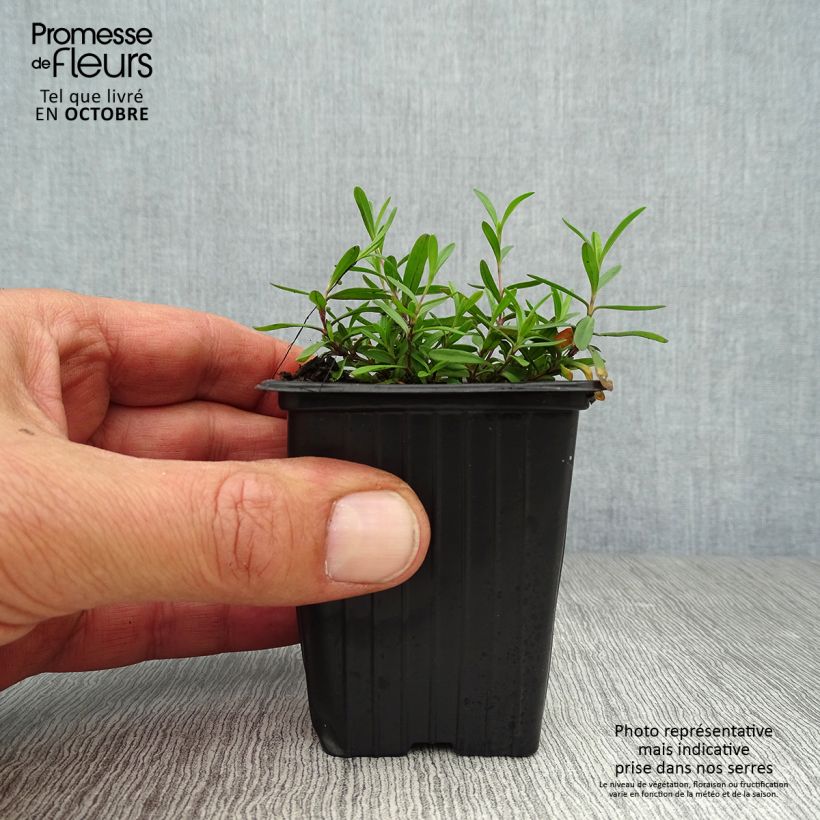 Amostra de Dianthus deltoides Brilliant Vaso de 7/8 cm tal como entregue no outono