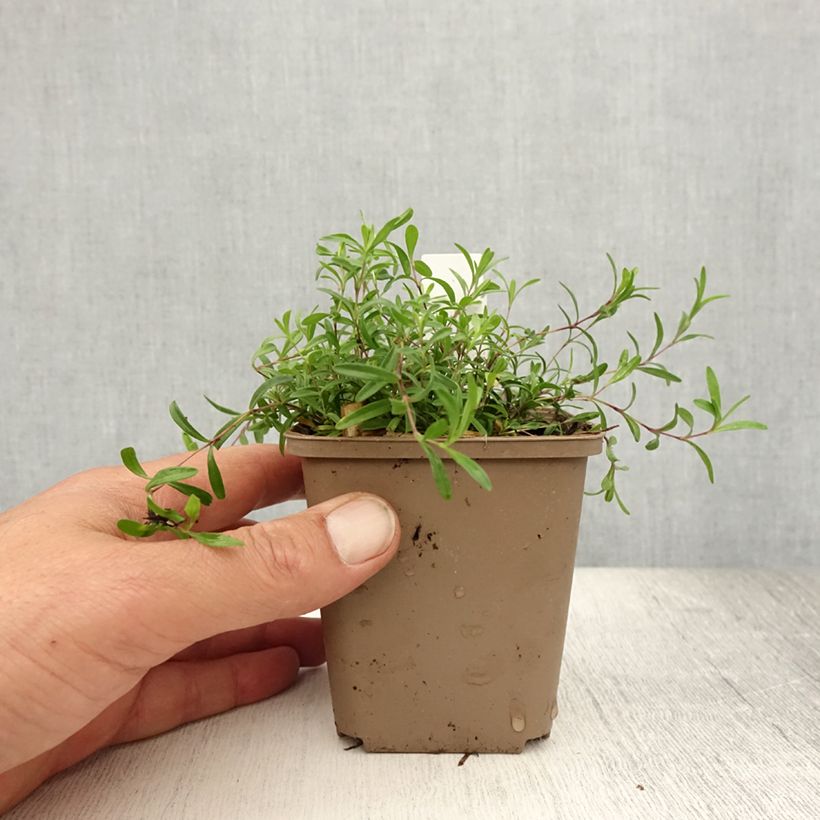 Amostra de Dianthus deltoides Flashing Light Vaso de 8/9 cm tal como entregue no verão