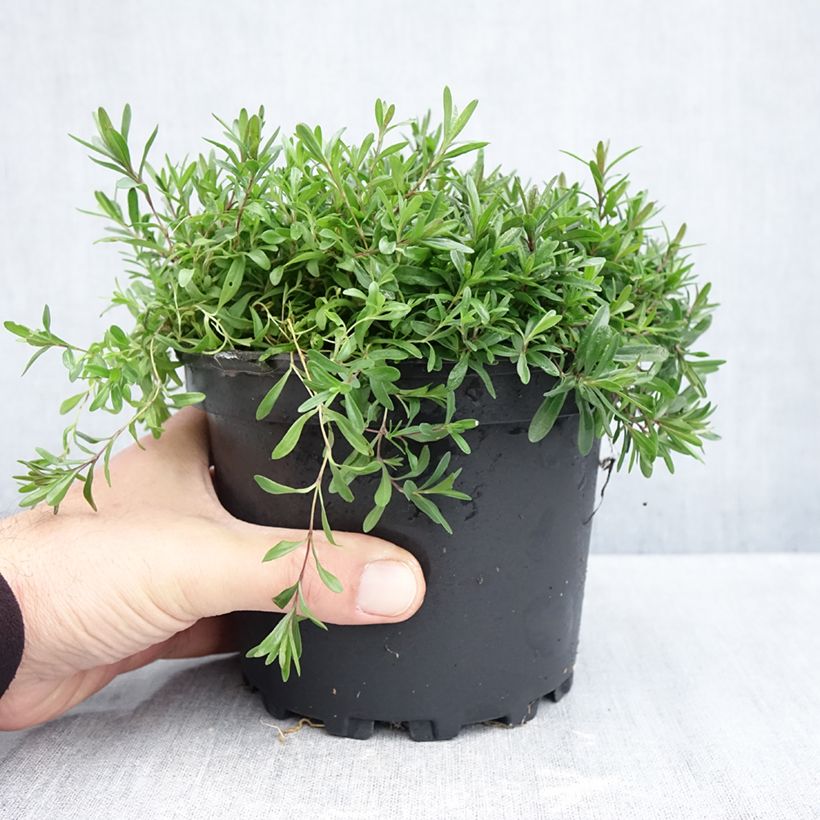 Amostra de Dianthus deltoides Flashing Light Vaso de 2 L/3 L tal como entregue no outono