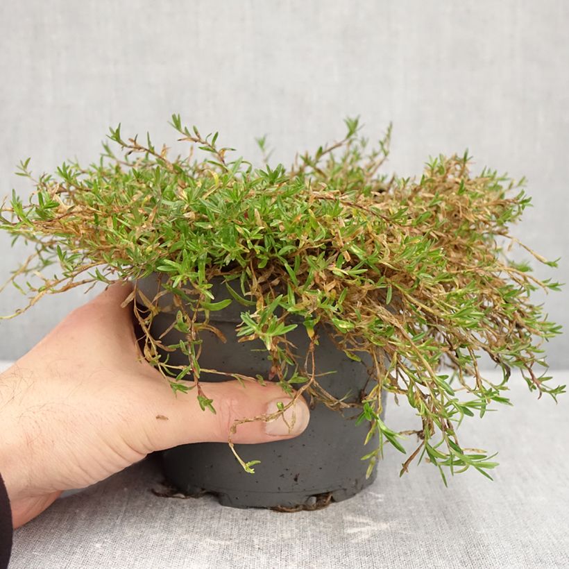 Amostra de Dianthus deltoides Vaso de 1,5 L/2 L tal como entregue no outono