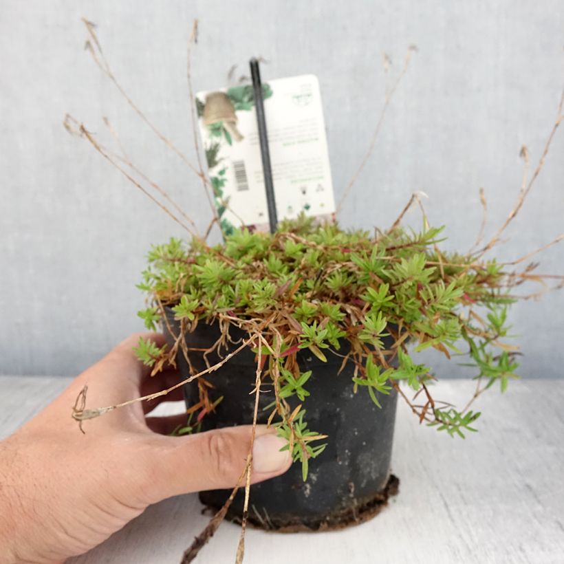 Amostra de Dianthus deltoides Vaso de 1,5 L/2 L tal como entregue no verão