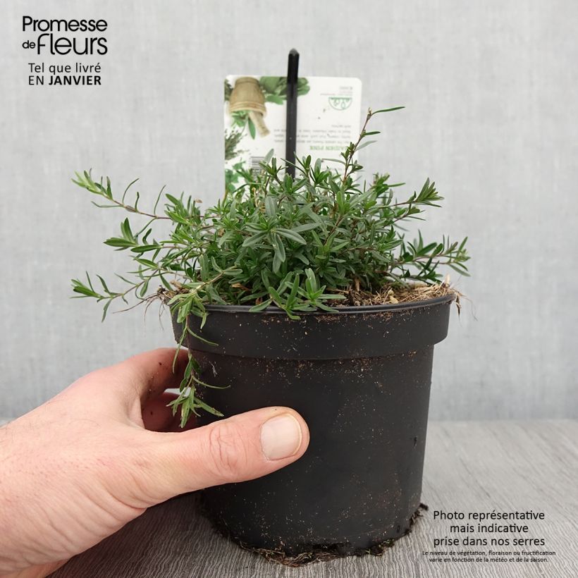Amostra de Dianthus deltoides - Oeillet à delta Pot de 1,5L/2L tal como entregue no inverno