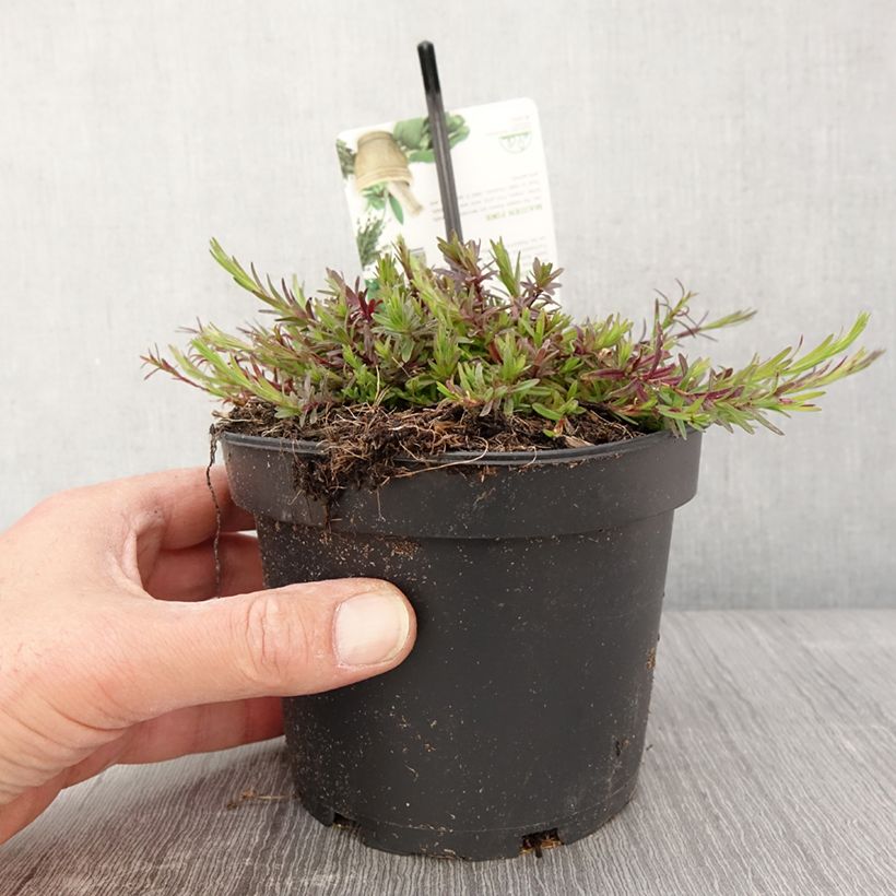 Amostra de Dianthus deltoides Vaso de 1,5 L/2 L tal como entregue na primavera