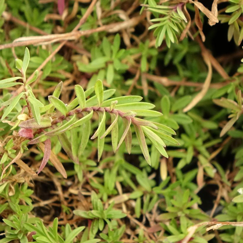 Dianthus deltoides (Folhagem)