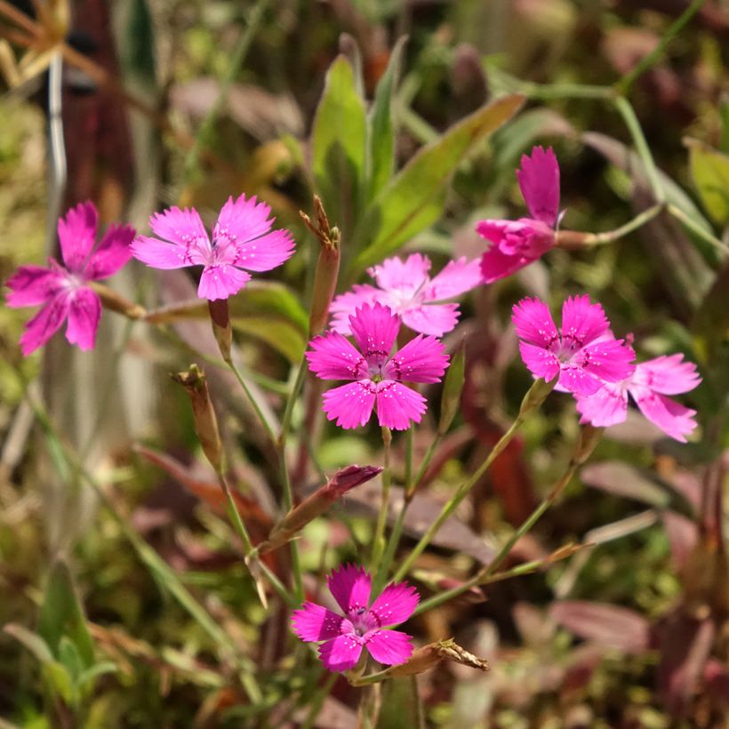 Dianthus deltoides (Floração)