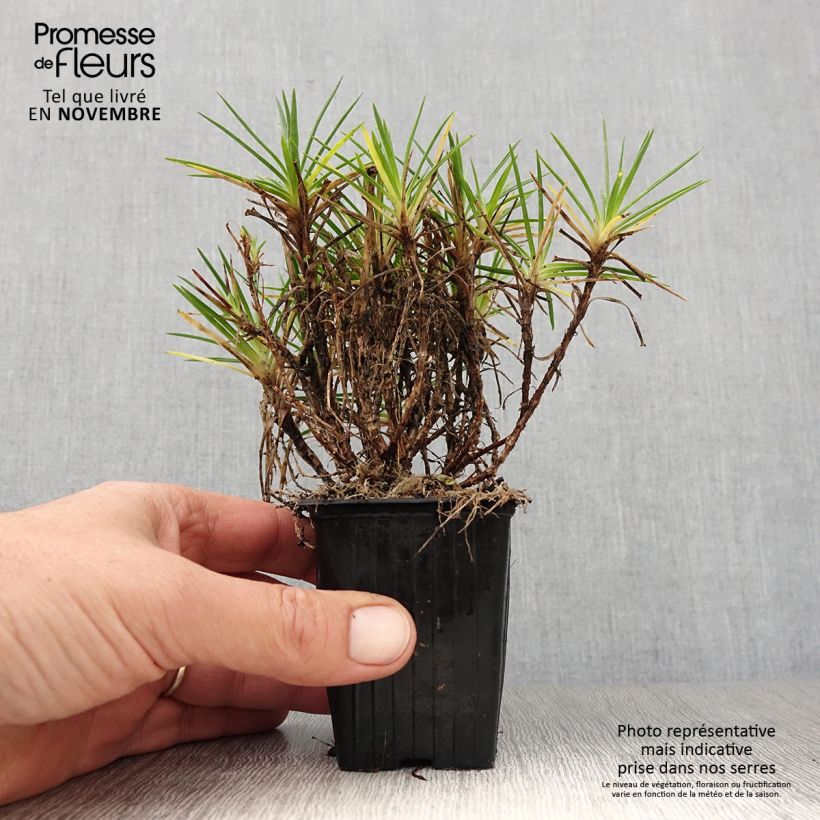 Amostra de Dianthus Evening Star Vaso de 7/8 cm tal como entregue no outono