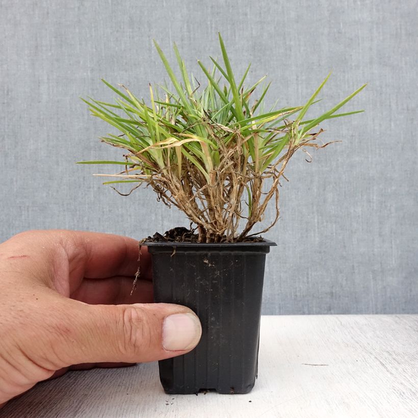 Amostra de Dianthus Evening Star Vaso de 7/8 cm tal como entregue no verão
