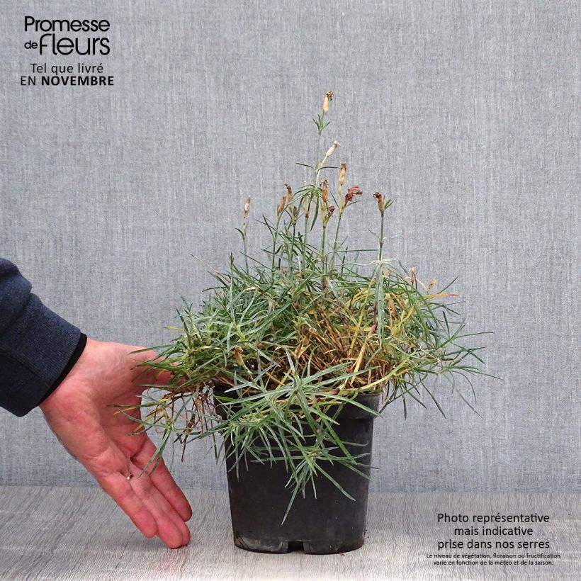 Amostra de Dianthus gratianopolitanus Badenia Vaso de 2 L/3 L tal como entregue no outono