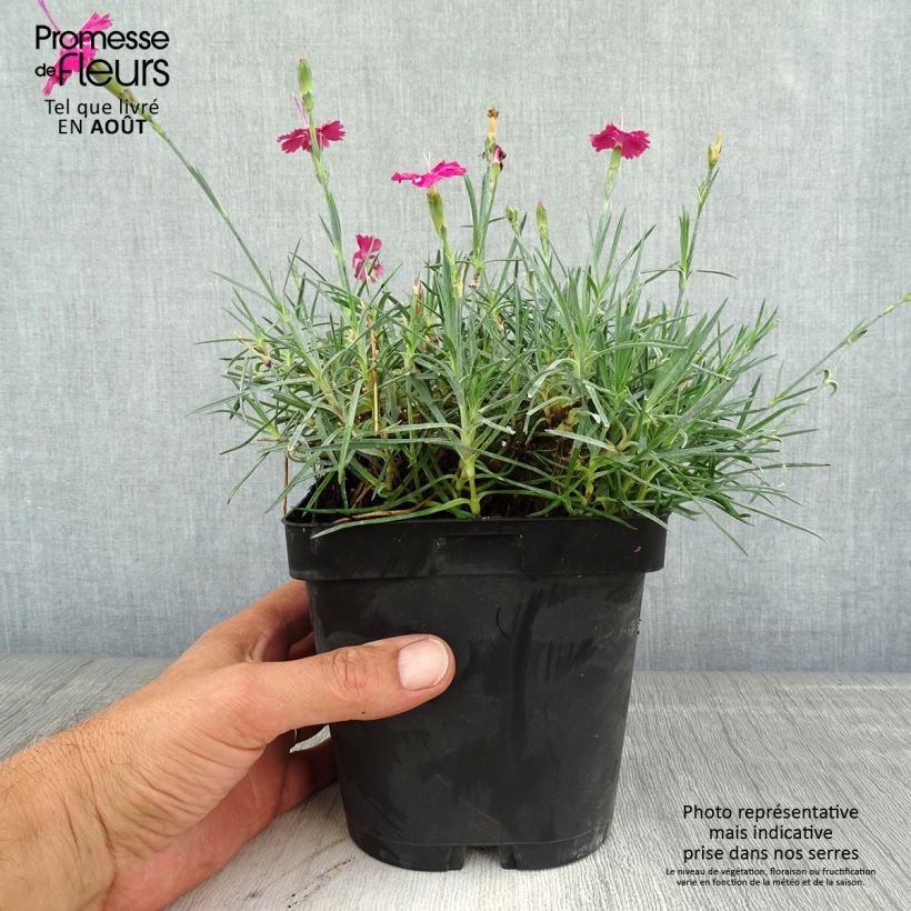 Amostra de Dianthus gratianopolitanus Badenia Vaso de 2 L/3 L tal como entregue no verão
