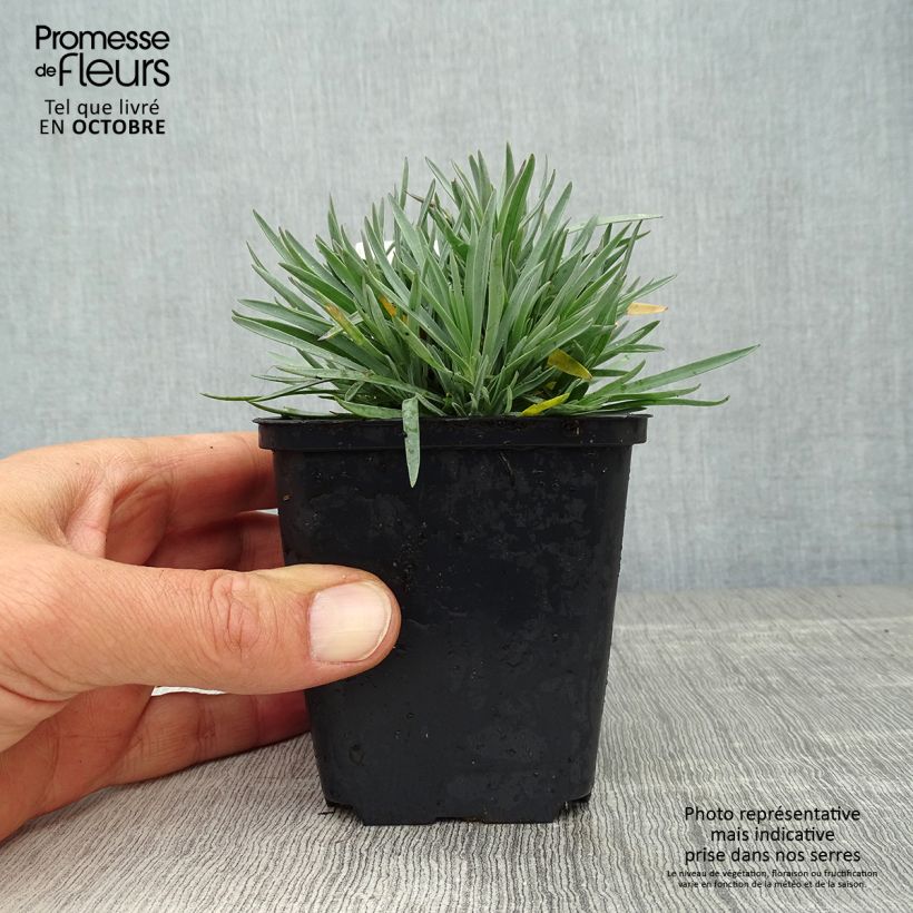 Amostra de Dianthus gratianopolitanus Bombardier Vaso de 8/9 cm tal como entregue no outono