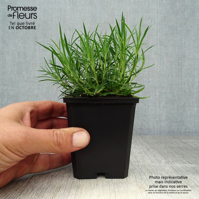 Amostra de Dianthus gratianopolitanus Eydangeri Vaso de 8/9 cm tal como entregue no outono