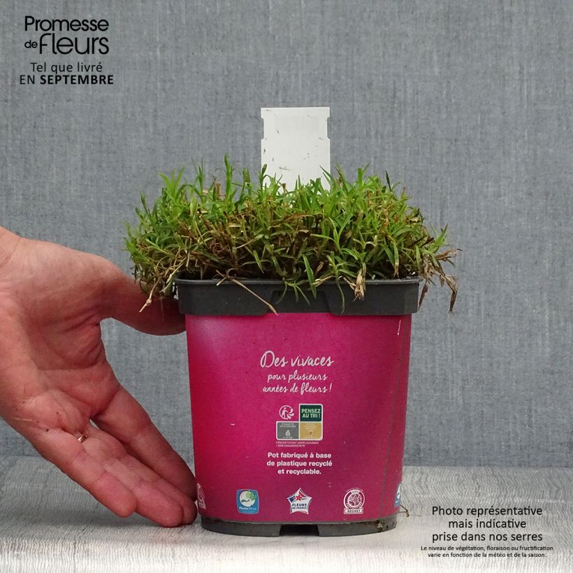Amostra de Dianthus gratianopolitanus Kahori Vaso de 2 L/3 L tal como entregue no outono