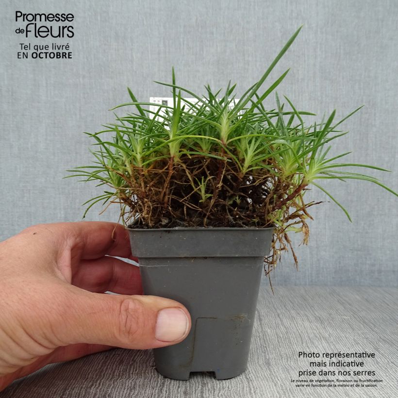 Amostra de Dianthus gratianopolitanus Whatfield Gem Vaso de 8/9 cm tal como entregue no outono