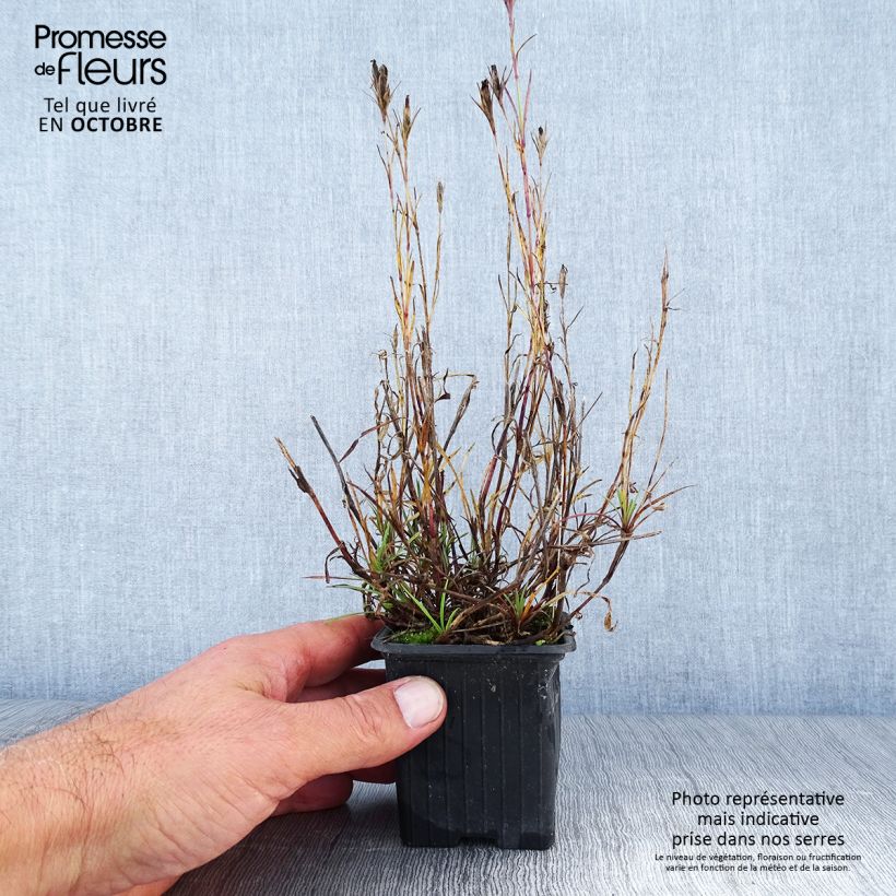 Amostra de Dianthus knappii Vaso de 8/9 cm tal como entregue no outono