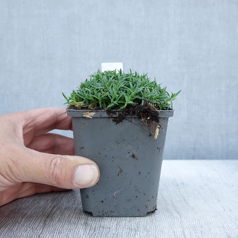 Amostra de Dianthus La Bourboule Alba - Oeillet Godet de 8/9 cm tal como entregue no outono
