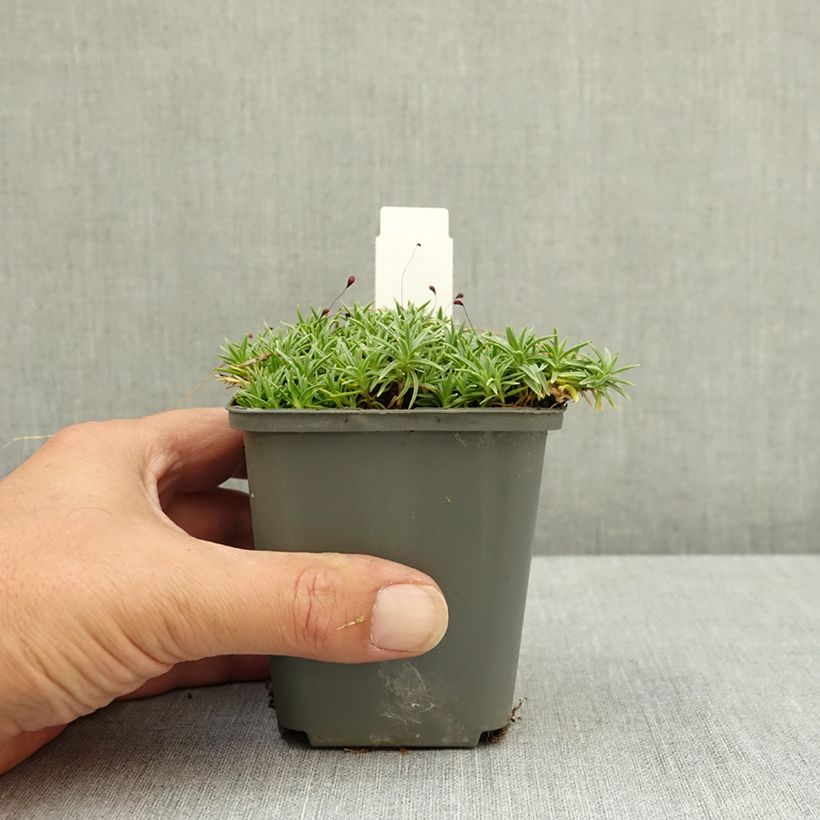 Amostra de Dianthus gratianopolitanus La Bourboule Alba - Cravo Vaso de 8/9 cm tal como entregue no verão