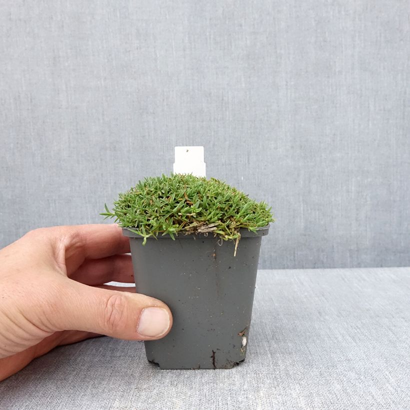 Amostra de Dianthus gratianopolitanus La Bourboule Alba Vaso de 8/9 cm tal como entregue na primavera