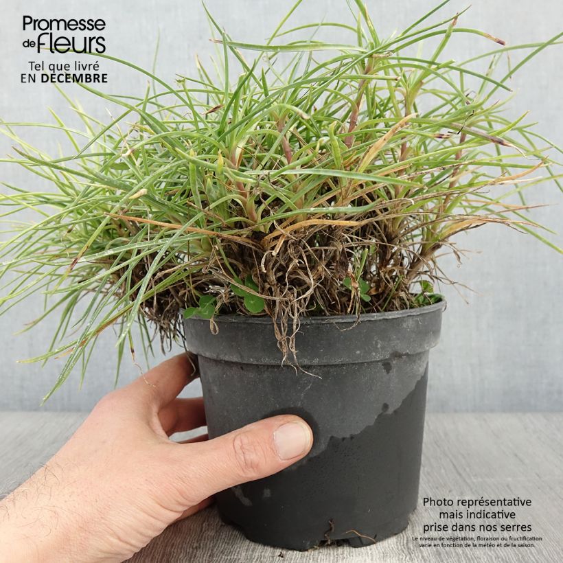 Amostra de Dianthus plumarius Cranmere Pool - Oeillet mignardise Pot de 2L/3L tal como entregue no outono