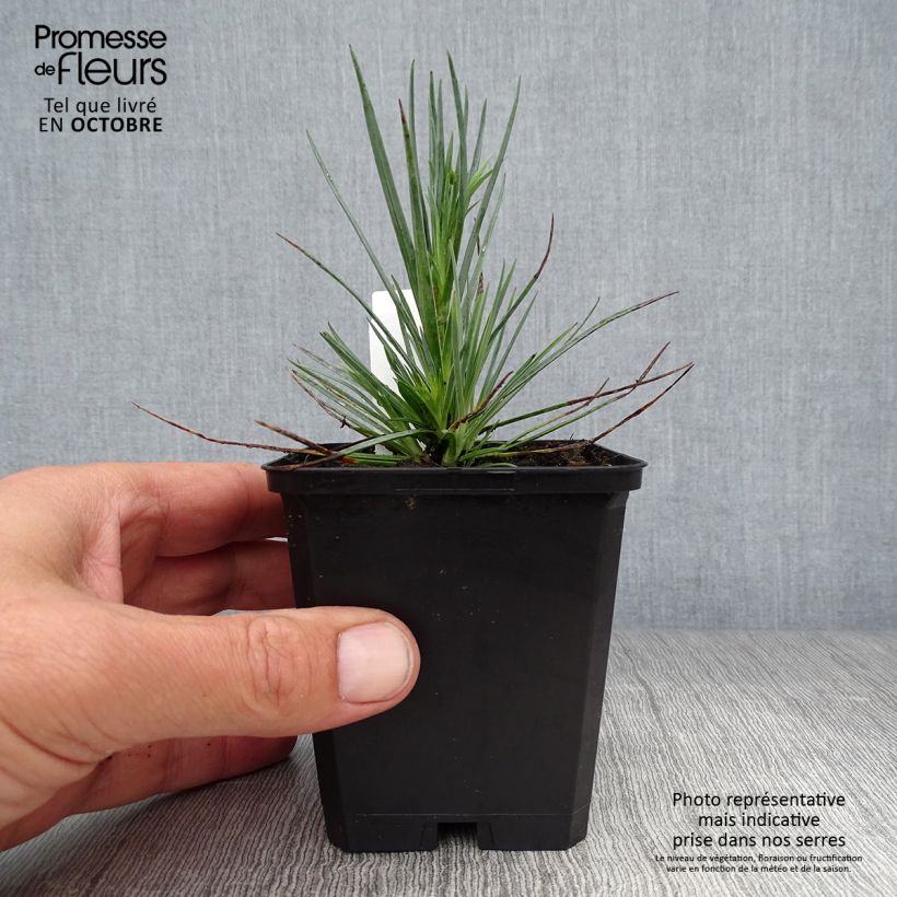 Amostra de Dianthus plumarius David Vaso de 8/9 cm tal como entregue no outono