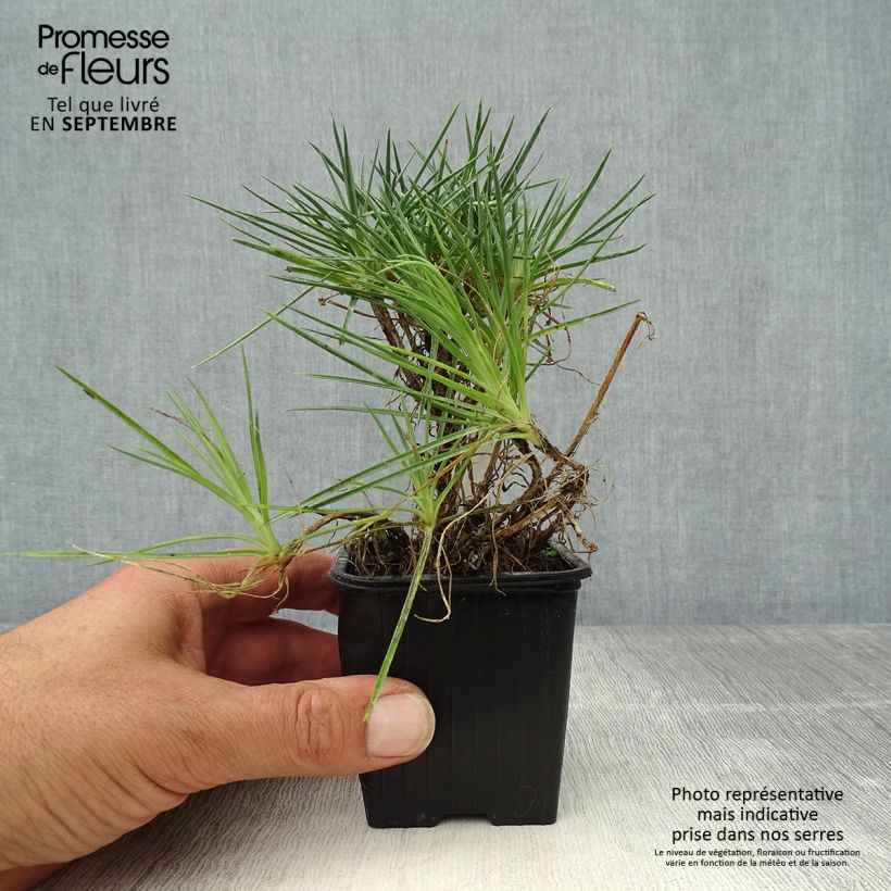 Amostra de Dianthus plumarius Desmond Vaso de 8/9 cm tal como entregue no outono