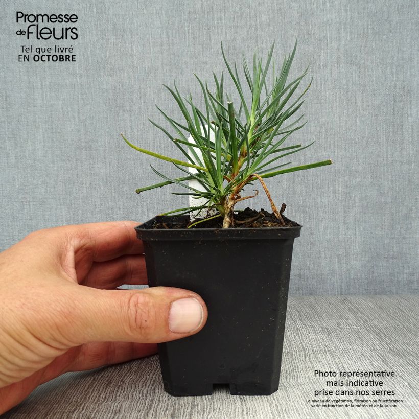 Amostra de Dianthus plumarius Devon Cream Vaso de 8/9 cm tal como entregue no outono