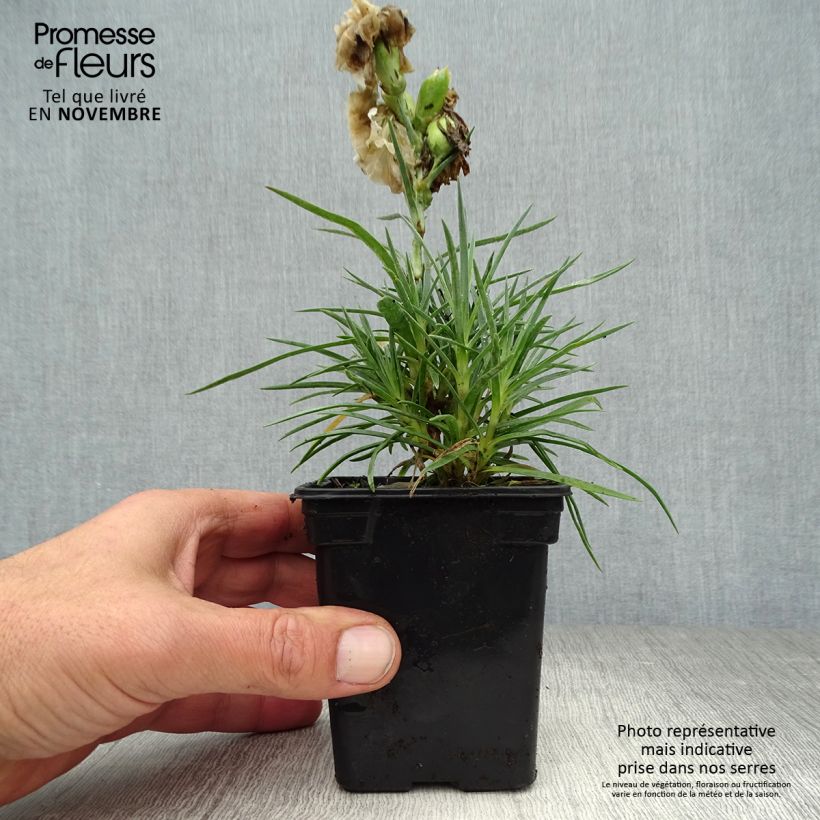 Amostra de Dianthus plumarius Devon Dove Vaso de 7/8 cm tal como entregue no outono