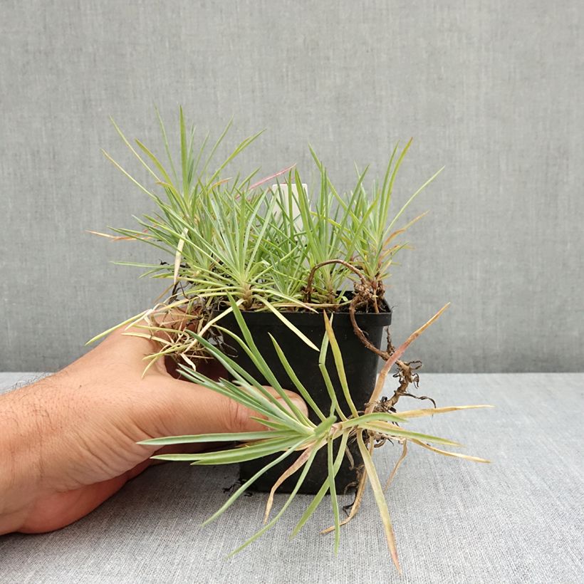 Amostra de Dianthus plumarius Flore Pleno Albus Vaso de 8/9 cm tal como entregue no verão