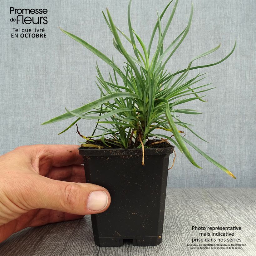 Amostra de Dianthus plumarius Haytor white Vaso de 8/9 cm tal como entregue no outono